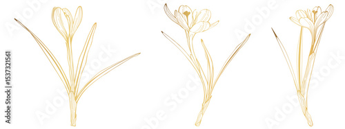 Crocus or saffron flower. Floral botanical flower. Isolated illustration element. Golden line. Vector hand drawing wildflower for background, texture, wrapper pattern, frame or border.