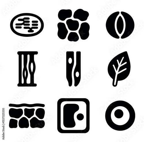 Plant Anatomy Icon Grid. Solid, filled icons set of plant anatomy for food making: chloroplast, mesophyll