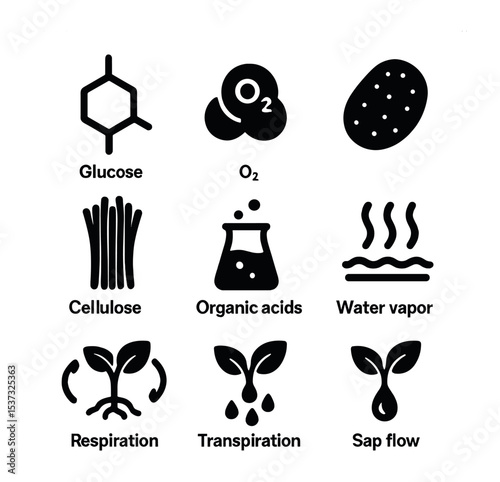 Plant Outputs Icons. Solid, filled icons set of plant outputs and byproducts: glucose, oxygen gas, starch