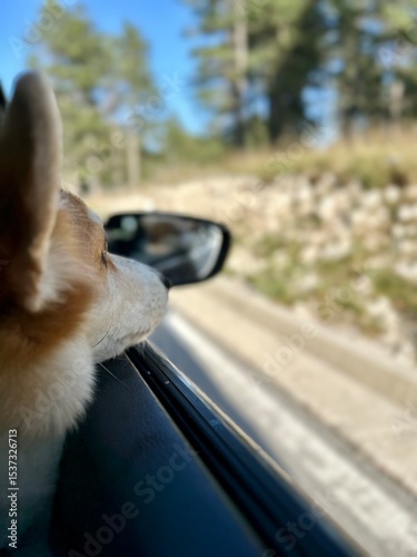 Curious corgi peek out through car window.Travelling with dog