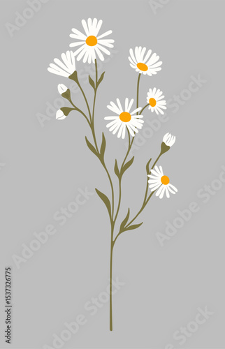 Daisy flower. Chamomile illustration. Vector.