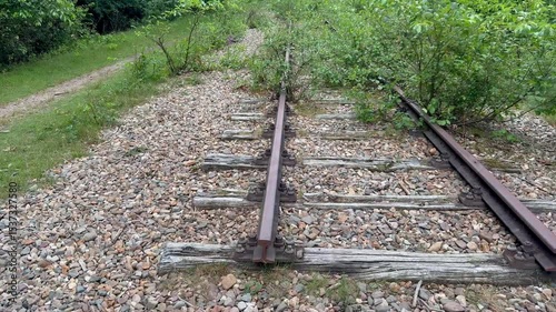 Dense forest and wildlife in the forest