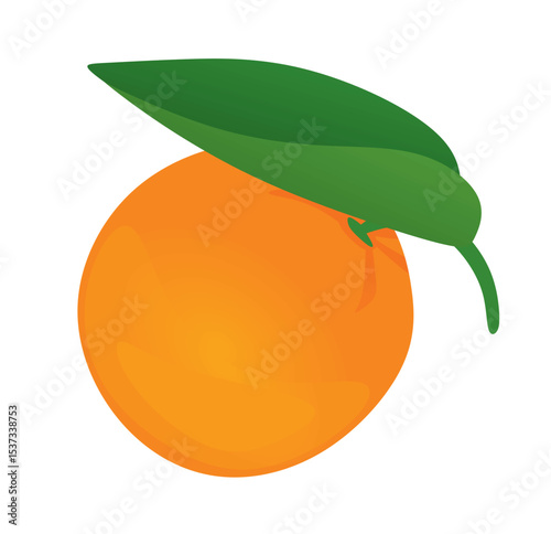 Orange fruit isolated. vector illustration	