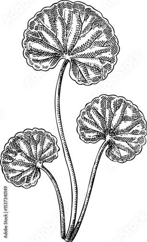 Centella sketch. Gotu kola hand drawn botanical illustration. Natural ingredients, facial skincare, and organic cosmetics design elements. NOT AI generated