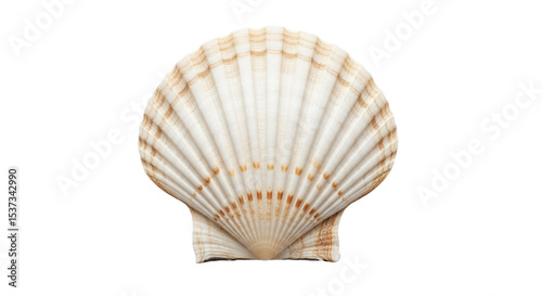 Isolated scallop shell showcasing its intricate ridges and delicate texture against a plain setting on transparent background