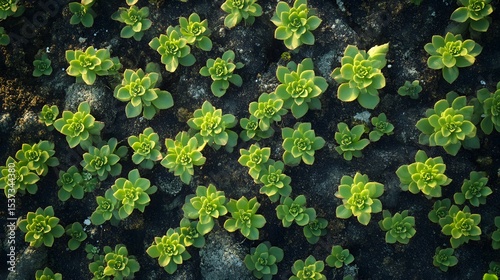 Detailed Aerial Perspective of Euphorbia prostrata Highlighting Prostrate Spurge in a Natural Habitat photo
