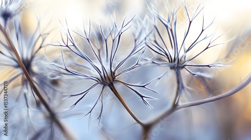 Extreme Macro Image of a Poisonous Heracleum Sibiricum with Focus on Intricate Patterns and Natural Botanical Elegance
