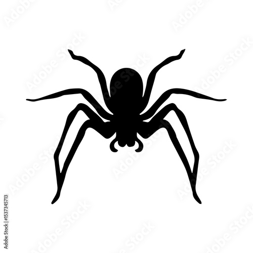 spider on a white background
