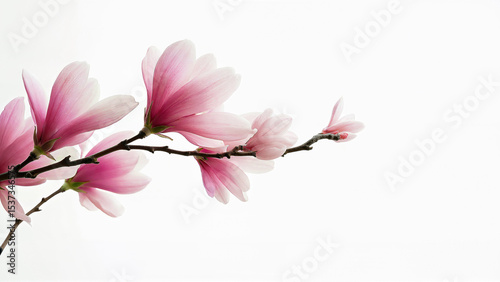 Simple magnolia pink flowers isolated on white background. For spring, floral, or botanical design projects needing a clean background.