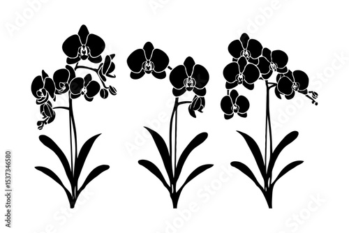 Three black Phalaenopsis orchid flowers, silhouette style, on white background. Concept of elegance and simplicity