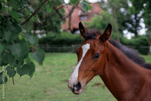 A close-up portrait of a young foal standing on a green pasture with blurred farmhouse and trees in the background. The curious baby horse looks calm and healthy in a natural rural setting.