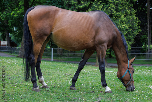 A brown horse with a black mane grazing peacefully on a green grassy field in a park, surrounded by trees and a calm atmosphere.