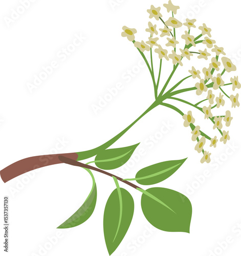 Vector colorful hand drawn flat illustration of elderberry branch with leaves and blossom. Isolated on white background.