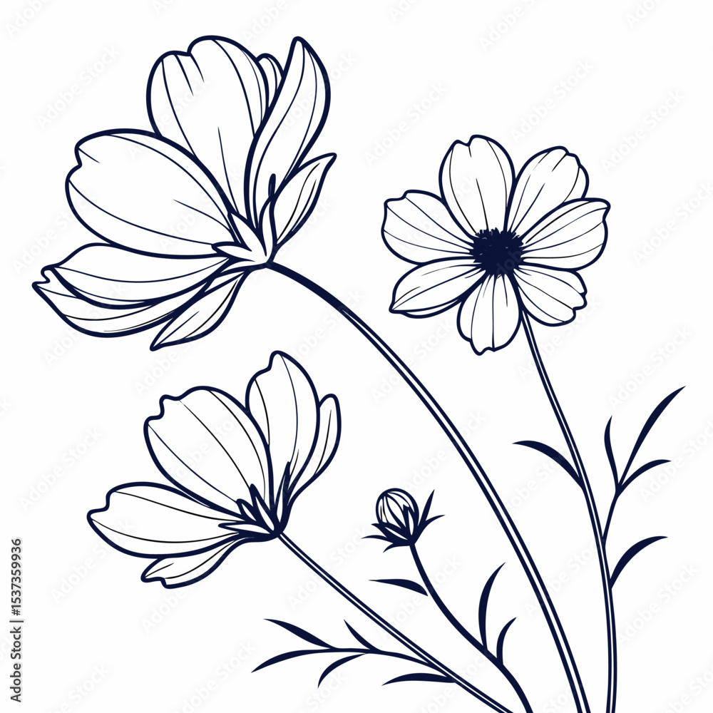 Obraz premium floral background with white cosmos flowers