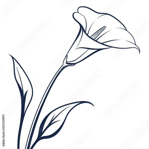 vector illustration of a  white calla lily