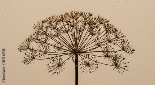 An elegant, minimalist photograph of a single dried flower head, possibly cow parsley or hogweed, isolated against a solid neutral background. 