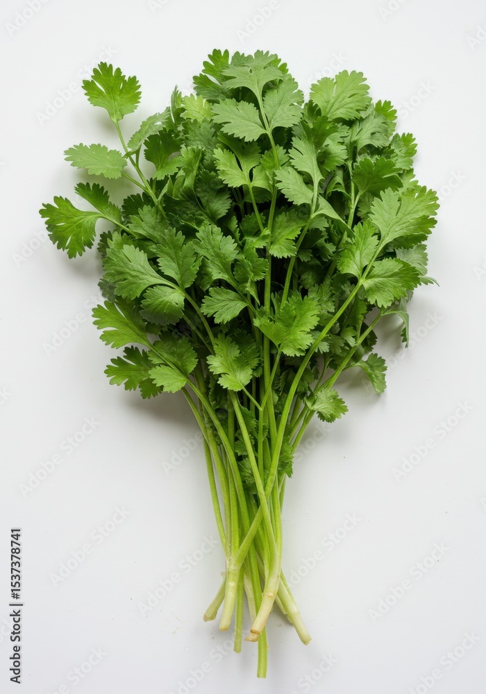 Fototapeta premium Fresh Cilantro Bunch on White Background