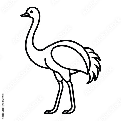 vector illustration of an ostrich