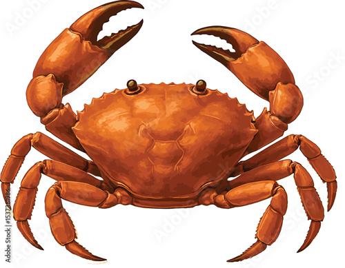 crab isolated on white