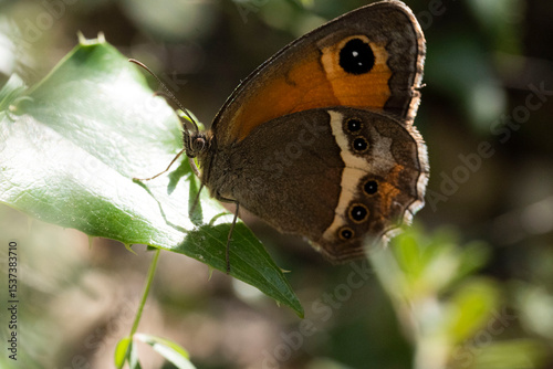 papillon posé sur une feuille