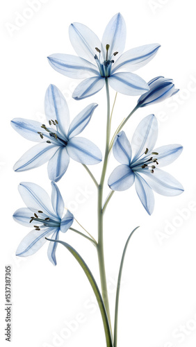 Glory of the snow flowers with blue stripes isolated on white background photo