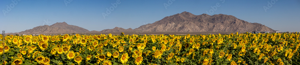 Fototapeta premium Sunflower field in Maricopa Arizona Panorama view