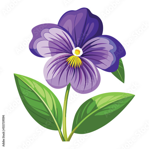 white background sweet violet bloom