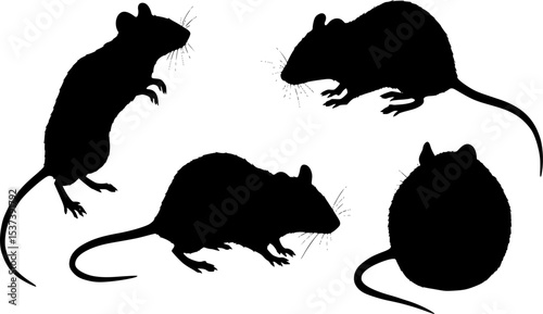Black silhouette of cute rats on white, rodent shapes presenting danger or disease and laboratory animals.
