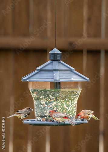 variety of birds feeding and playing around bird feeder including house finch, northern cardinal, sparrow