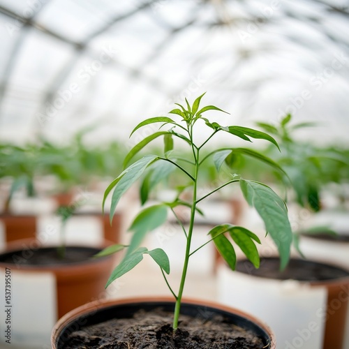 Pepper Seedling in Greenhouse, plant growth, horticulture