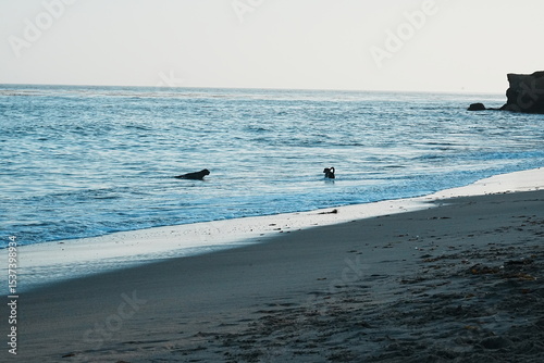 Fototapeta Naklejka Na Ścianę i Meble -  dogs in the sea