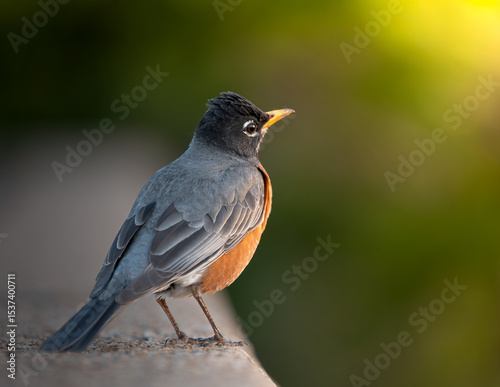 Tablou pe pânză robin perched on a ledge