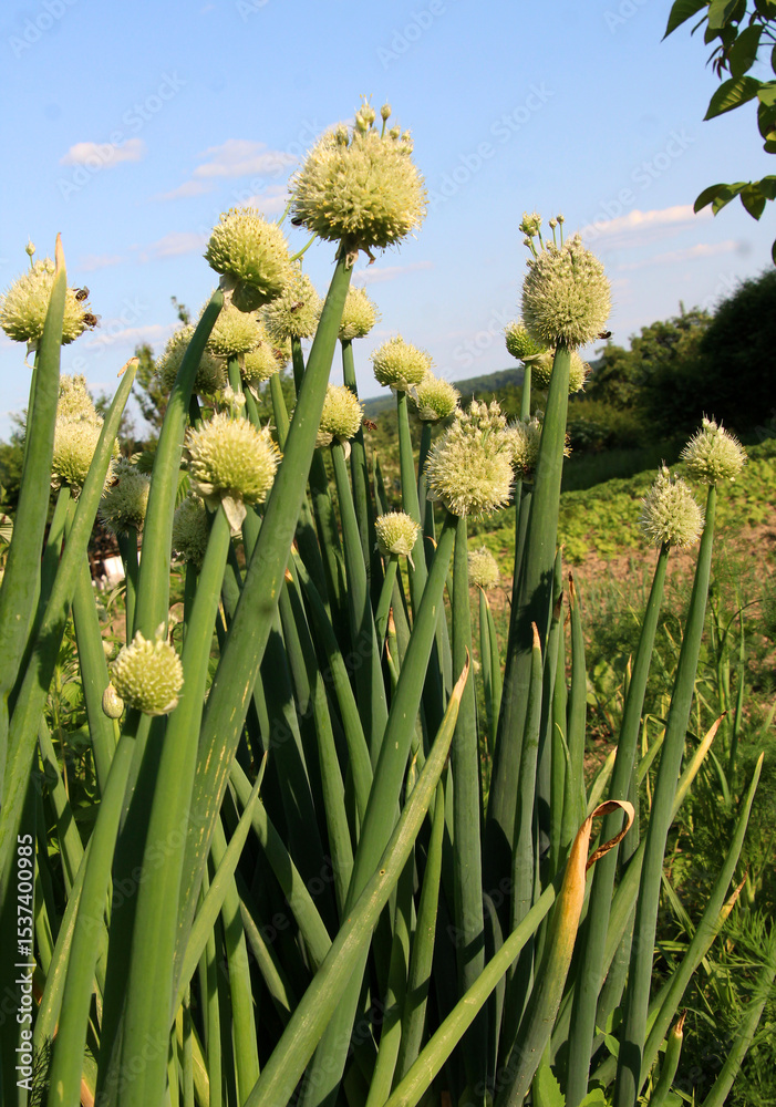 Obraz premium Onions, which are grown from seeds, bloom in summer.