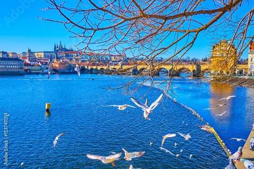 White seagulls fly over the bank of Vltava river, Prague, Czechia