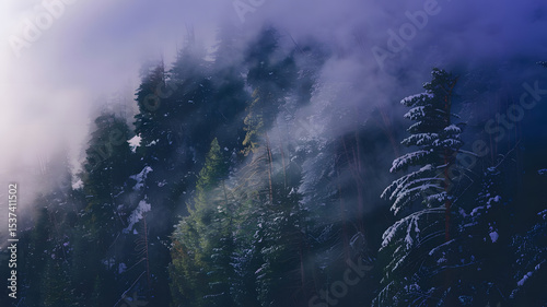 Foggy Snow-Covered Pine Forest on Steep Mountain Slope