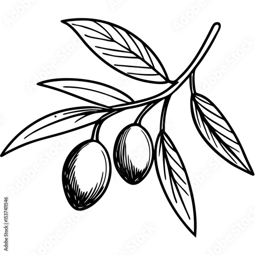 olive branch vector illustration