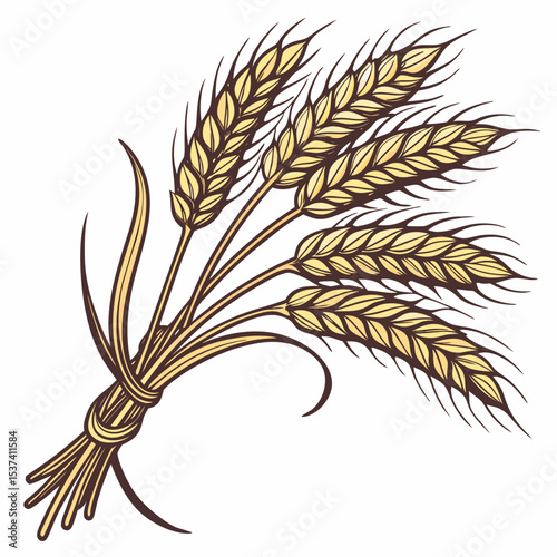 wheat ears isolated on white