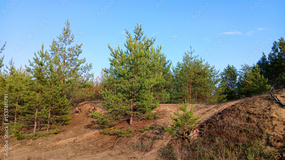Beautiful summer landscape pine forest against the sky Beautiful summer landscape pine forest against the sky