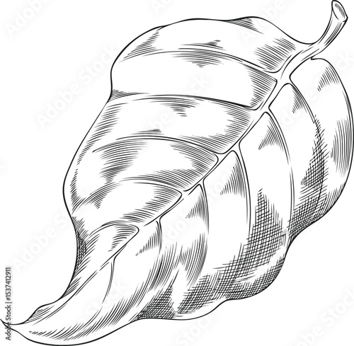 Noni fruit tree leaf ink sketch, vector hand drawn engraved tropical morinda foliage, medicinal plant, ayurveda herb
