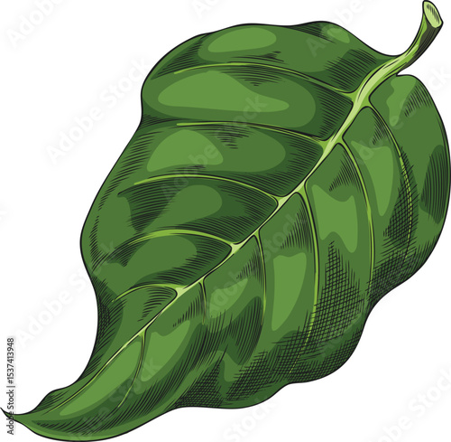 Noni fruit tree leaf vector sketch, hand drawn tropical morinda citrifolia green foliage, medicinal plant, Ayurveda herb