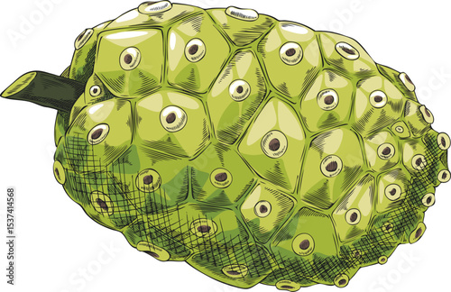 Noni fruit vector sketch, hand drawn tropical morinda citrifolia, green cheese fruit, medicinal plant, diet super food