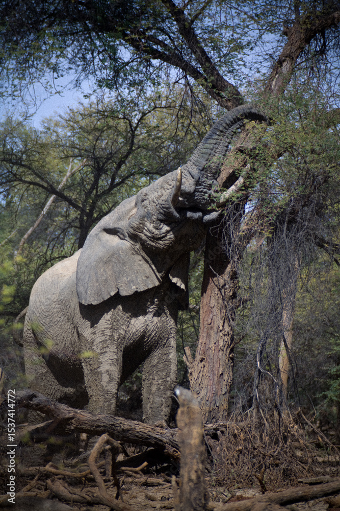 Fototapeta premium Elephant in the forest
