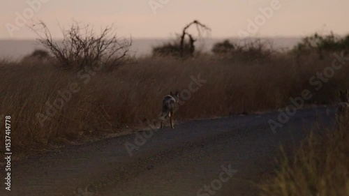  a pair of side-striped jackals on the road