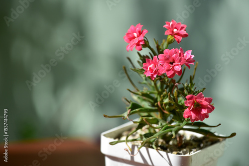 Kalanchoe laciniata succulent blooming in a white pot under bright sunlight. Small blooming Kalanchoe with beautiful pink flowers on a green background