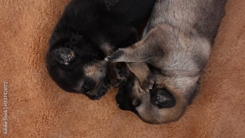 Cute sleeping puppies. Beautiful little dogs lie on bedspread.