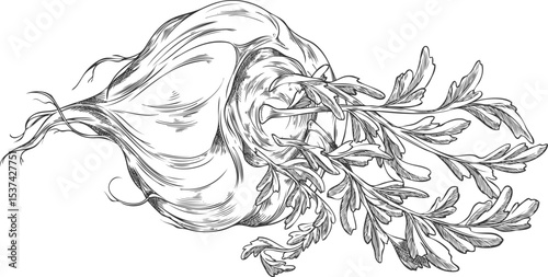 Vector illustration of maca root sketch with leaves, monochrome hand drawn.