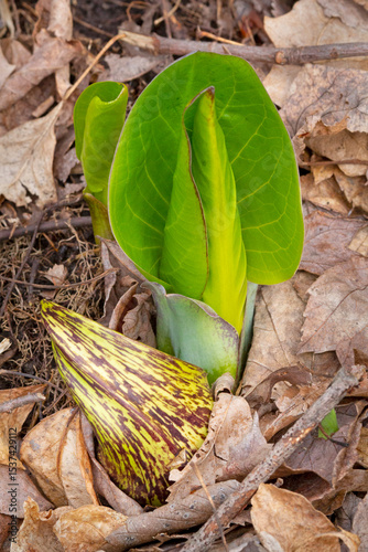 New growth of a skunk cabbage plant in Middlefield, Connecticut.