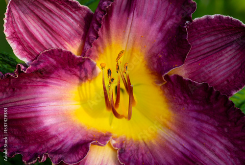 Purple daylily flower from a garden in central Connecticut.