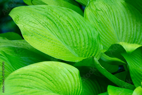 Abstract pattern of hosta leaves from a Connecticut garden.