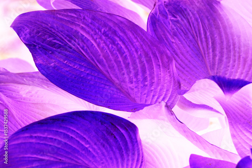 Impressionistic purple pattern of hosta leaves from a Connecticut garden.